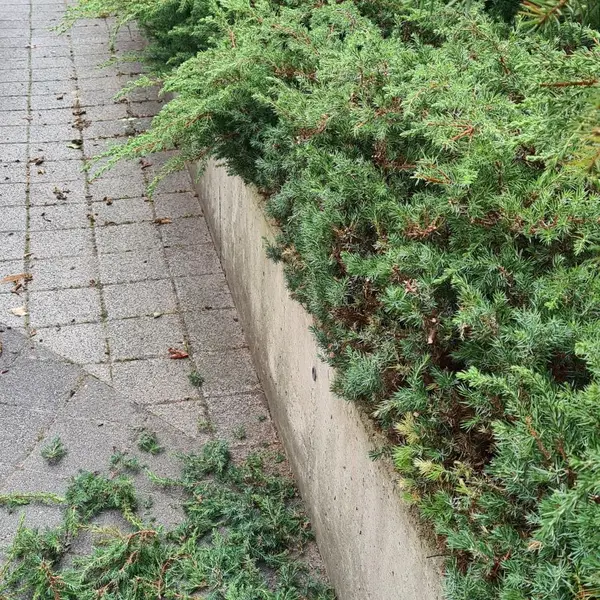 Realizacja sprzątania AVES Clean - zdjęcie 27